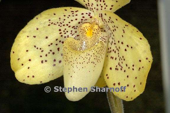 paphiopedilum concolor 1 graphic